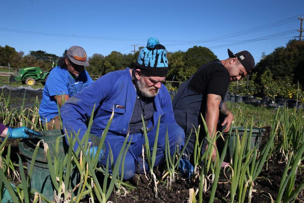 The clay soil isn’t fertile at Hamlin Road Farm,   but the students and trainees have persisted.  Photo: David White\/Stuff