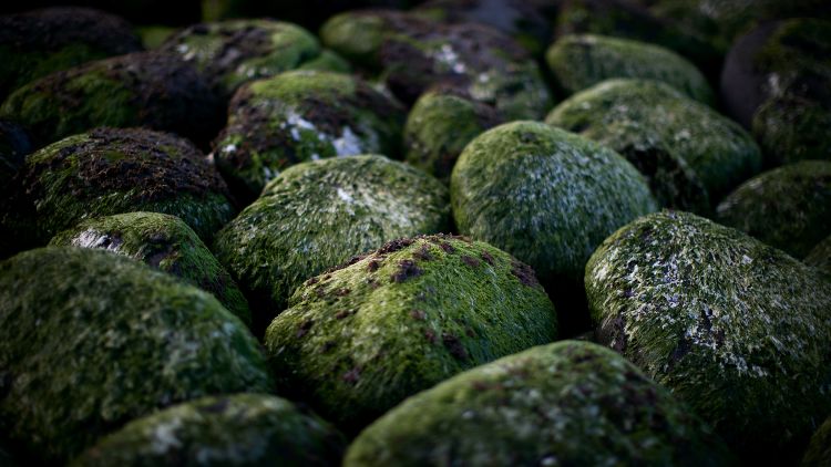 seaweed-covered rocks