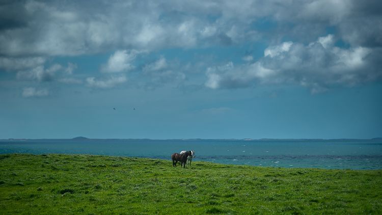Horses in coastal paddock