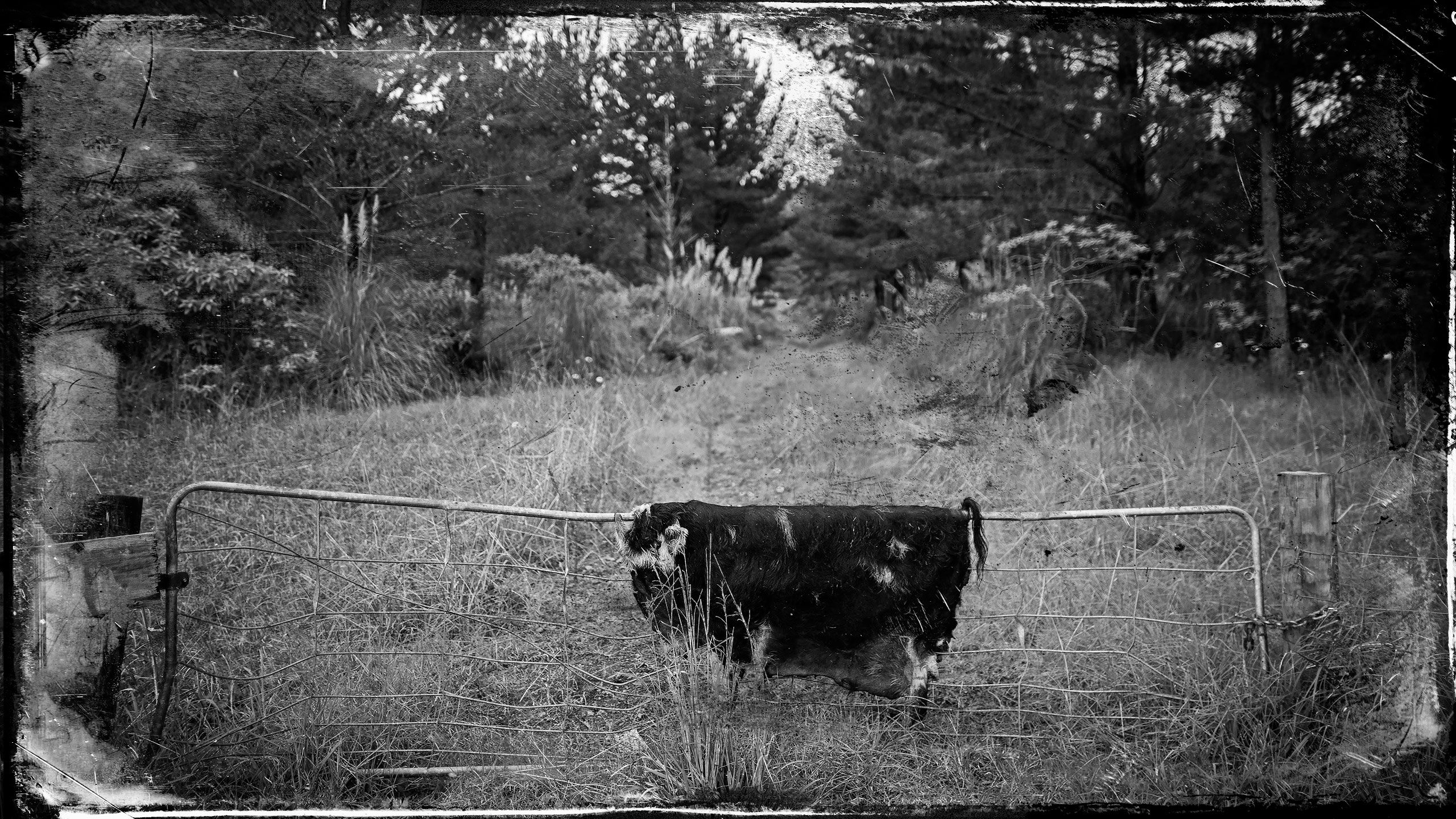 pelt drying on gate black and white
