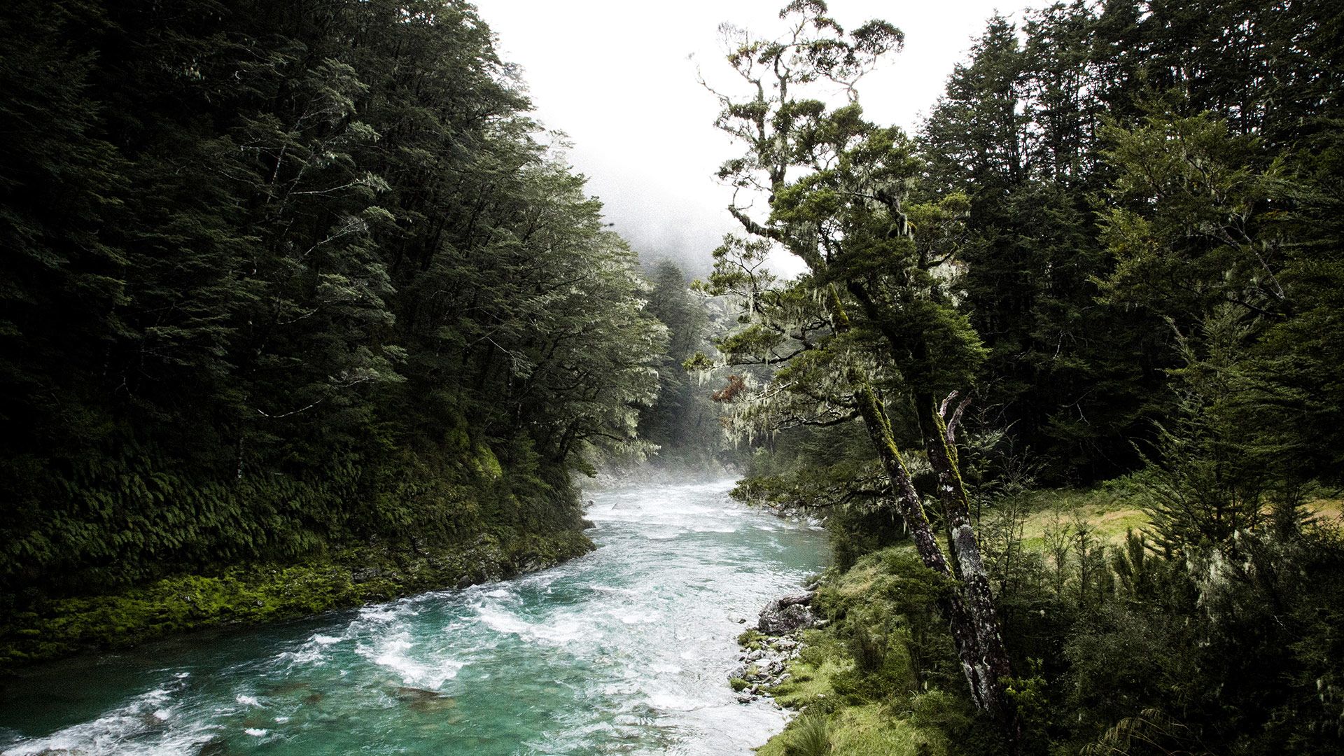 River bank with water flowing through native bush