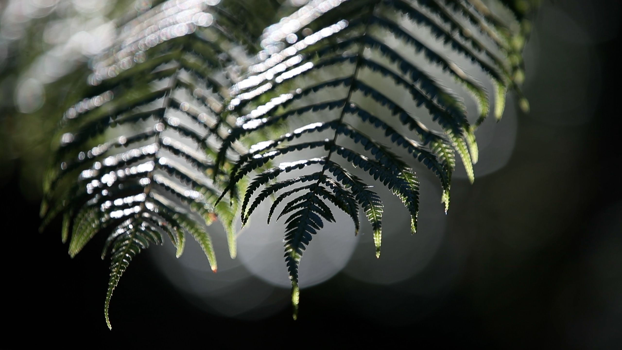 Close up of ferns