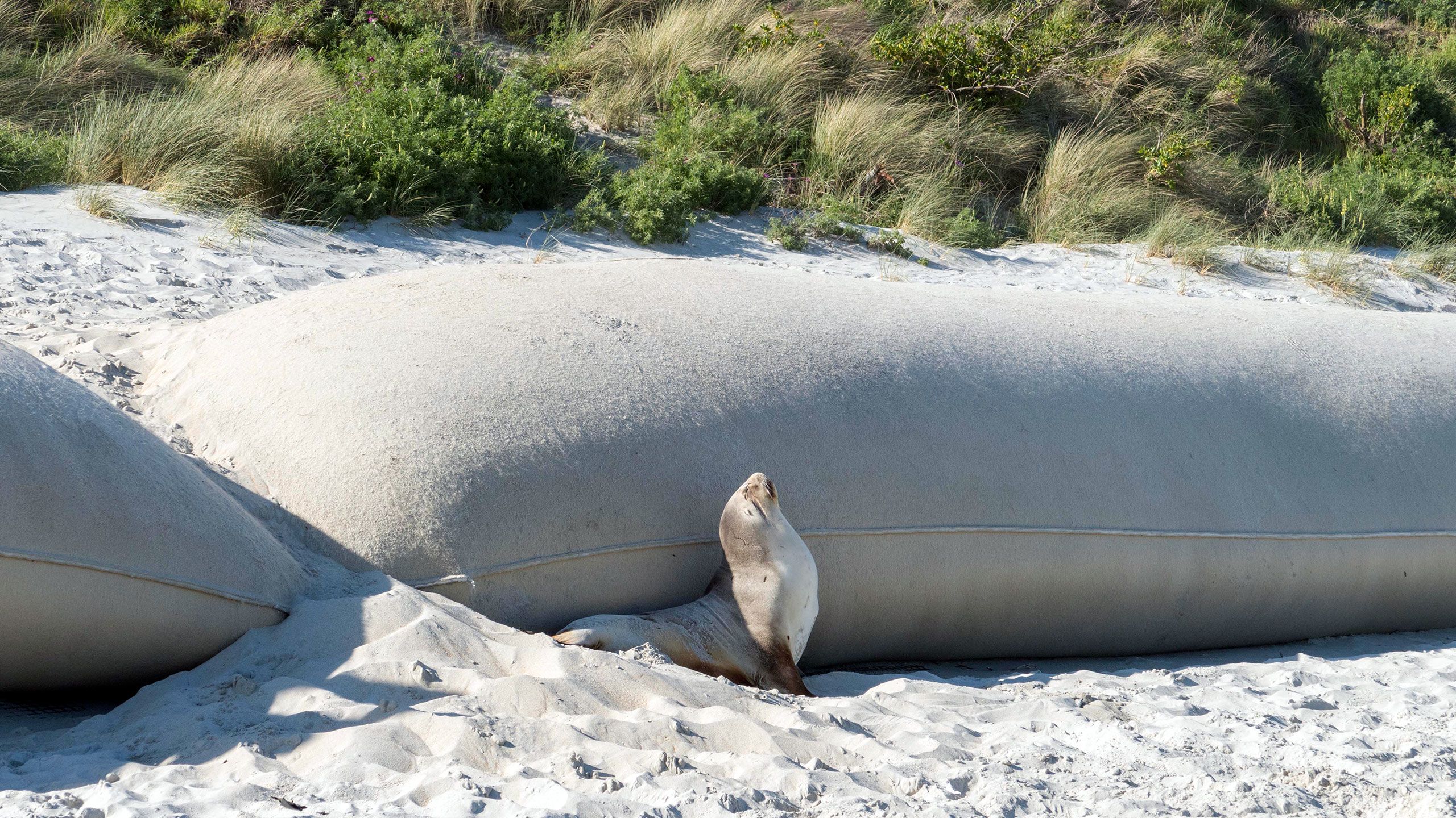 A sea lion shelters next to sand bags, which are placed to help prevent erosion on St Clair beach in South Dunedin.