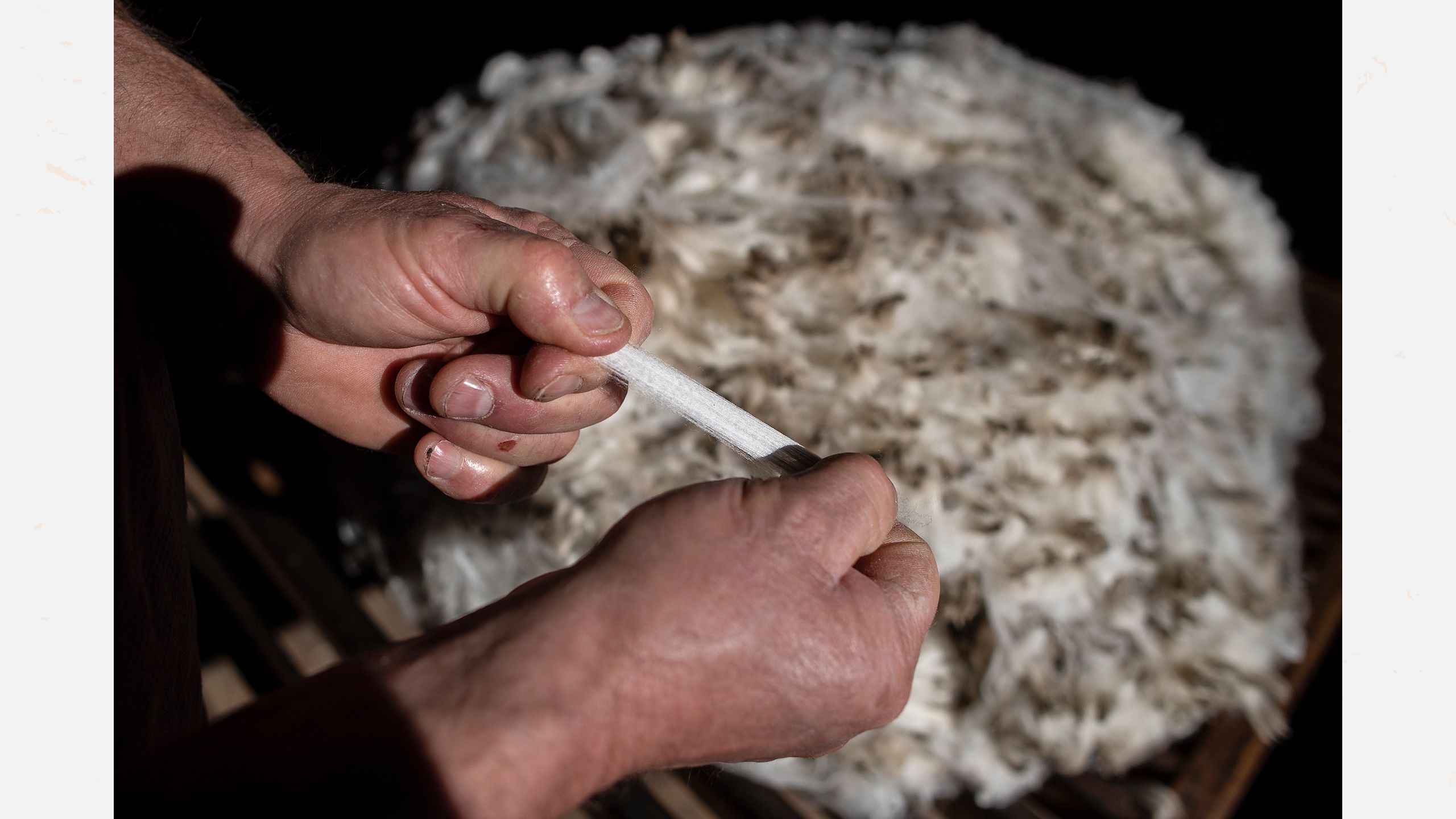 Philip Todhunter shows the strength of the merino wool.