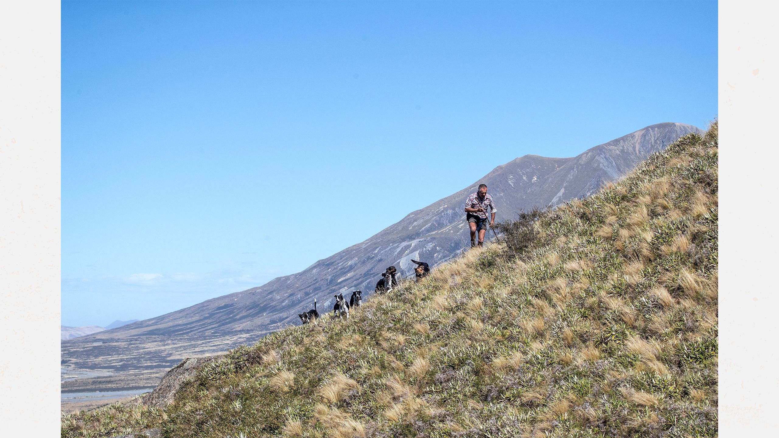 Lake Heron Station in Canterbury. Shepherd John Templeton (JT) heading on a sheep muster.