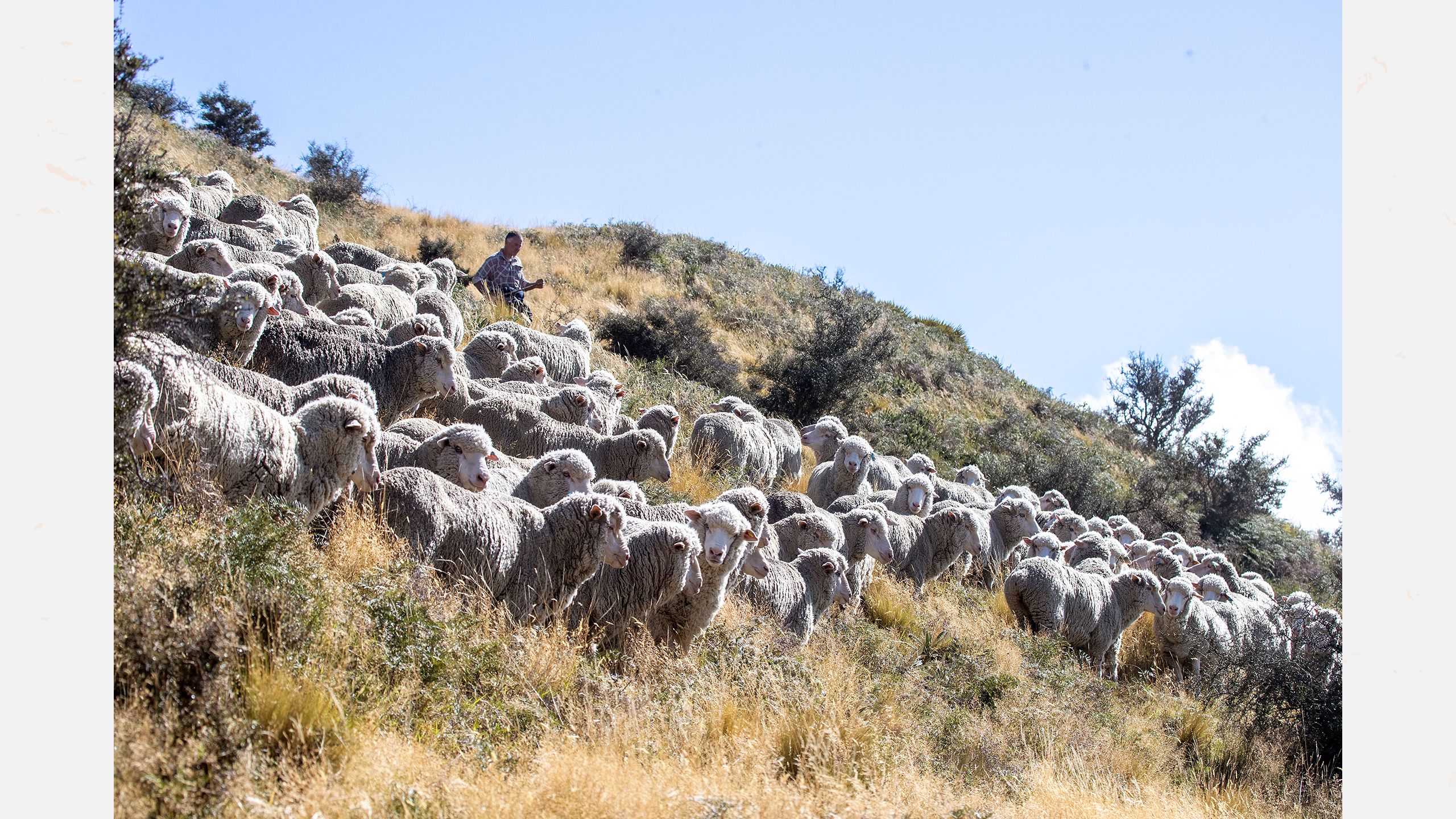 Shepherd John Templeton (JT) mustering his sheep.