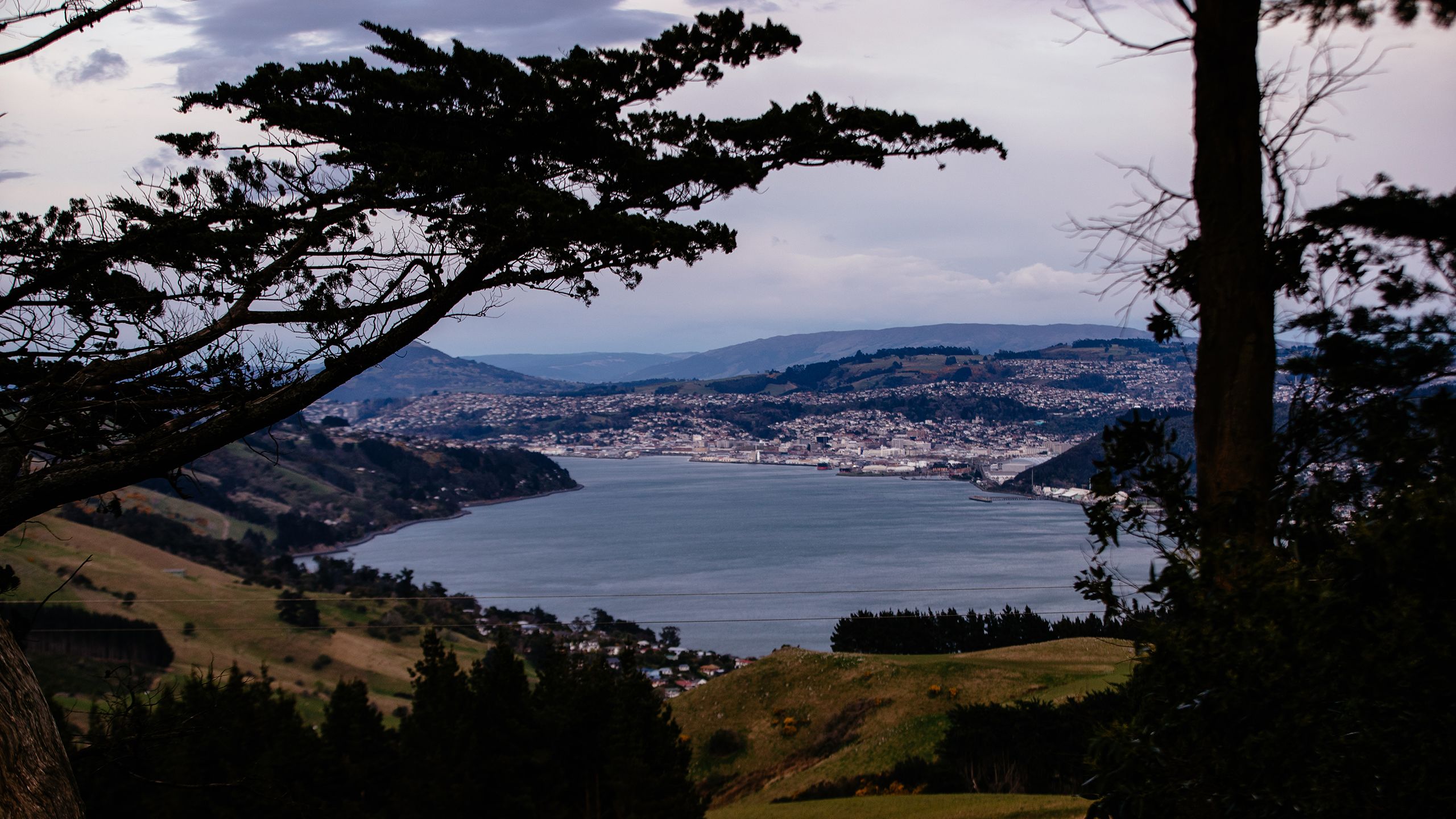 Many descendants of the Seque family remain in Dunedin today.