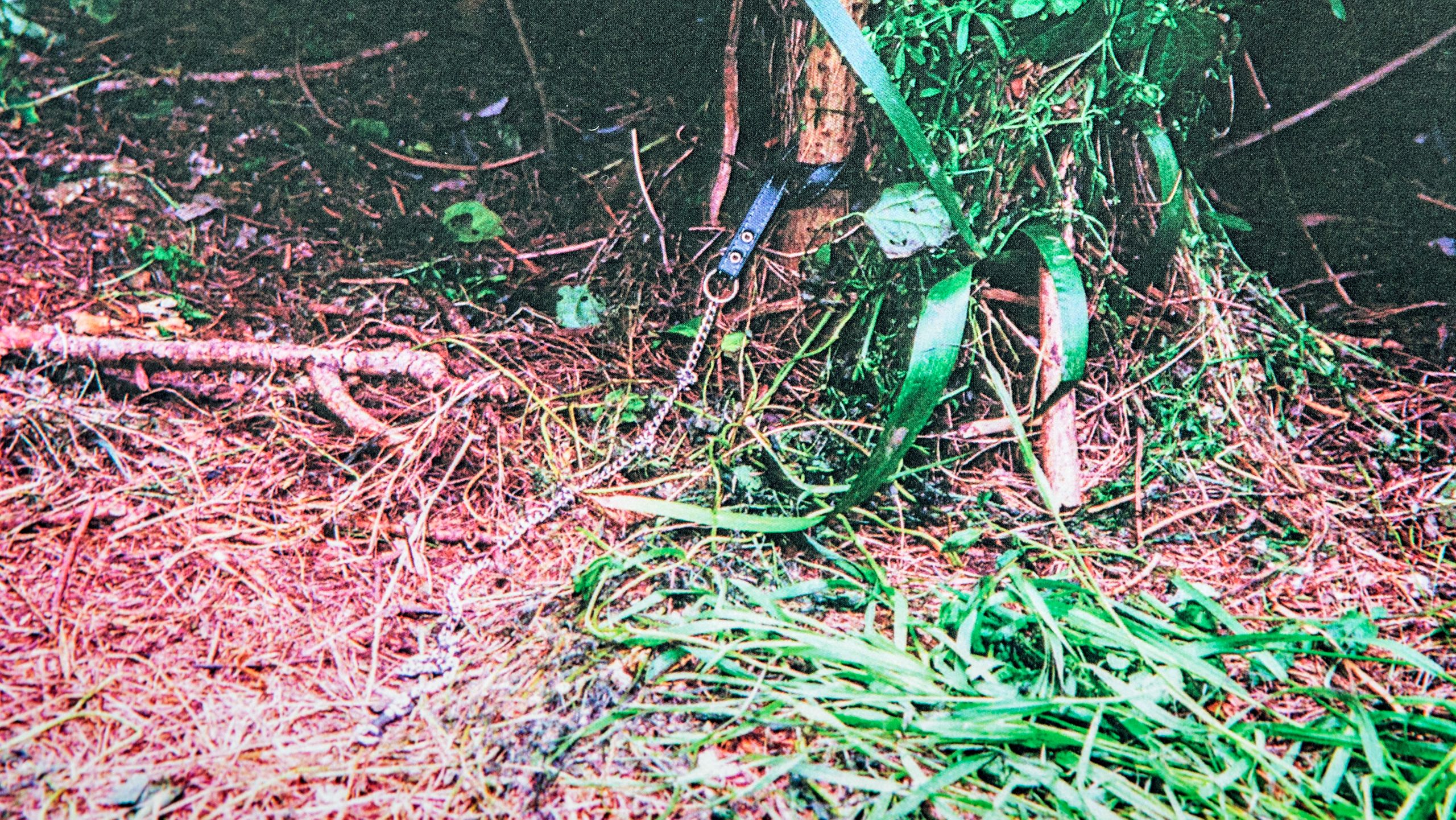 Dog chain looped around tree
