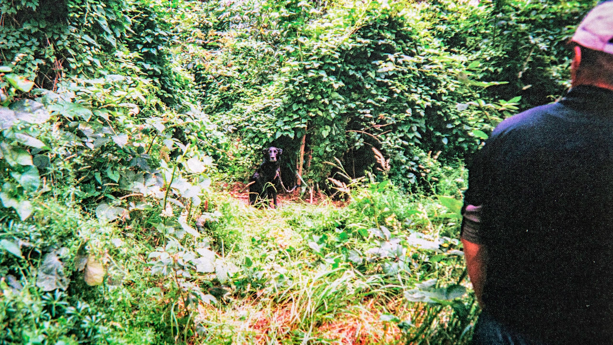 Kirsty's dog tied up in bush