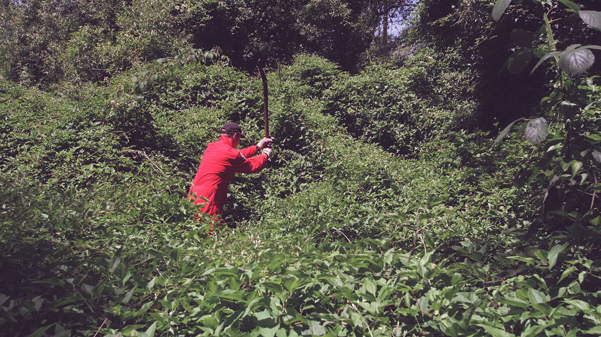 Searching thick undergrowth