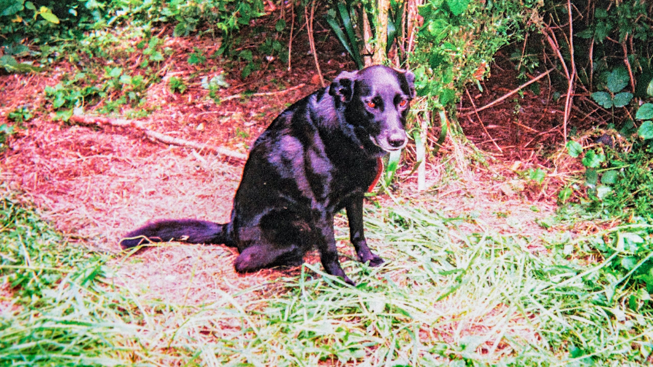 Kirsty's dog tied up in bush