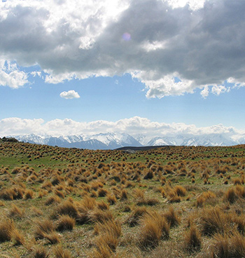 Rolling landscape of tussock and snow grass with snowcapped mountains in the distance.