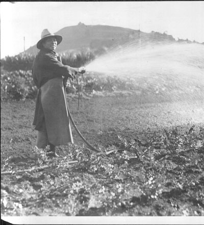 Chinese market gardener watering plants