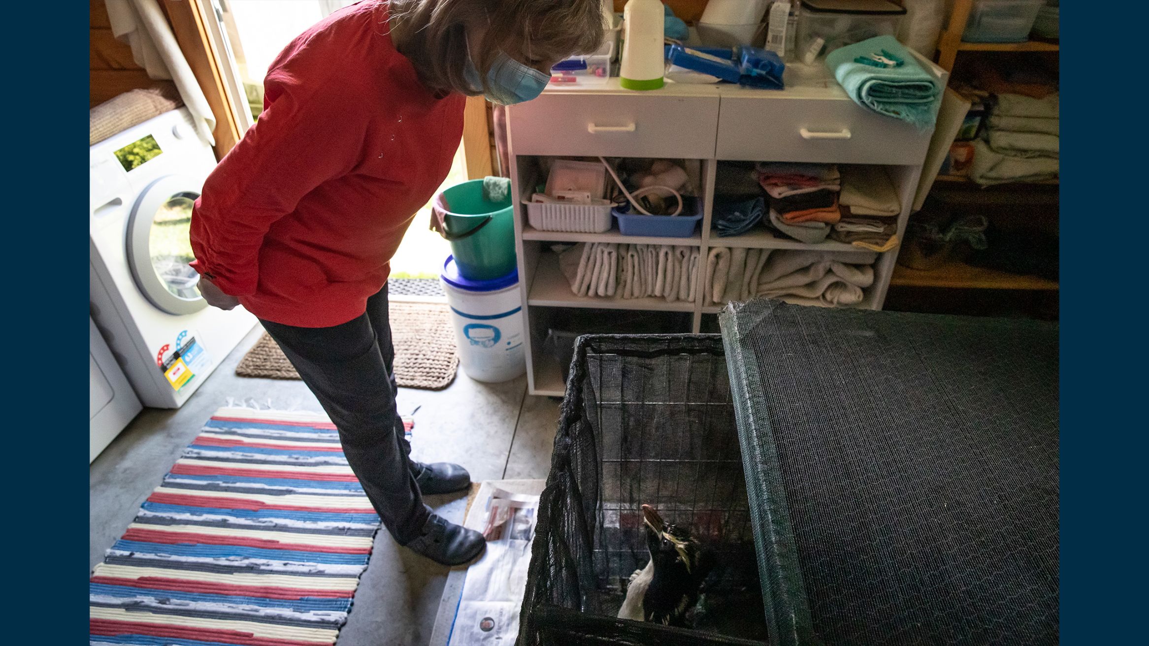 This Is How It Ends: Animal Rescue