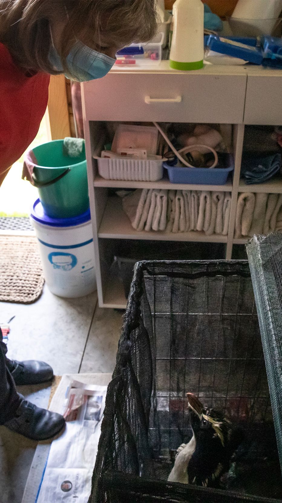 This Is How It Ends: Animal Rescue
