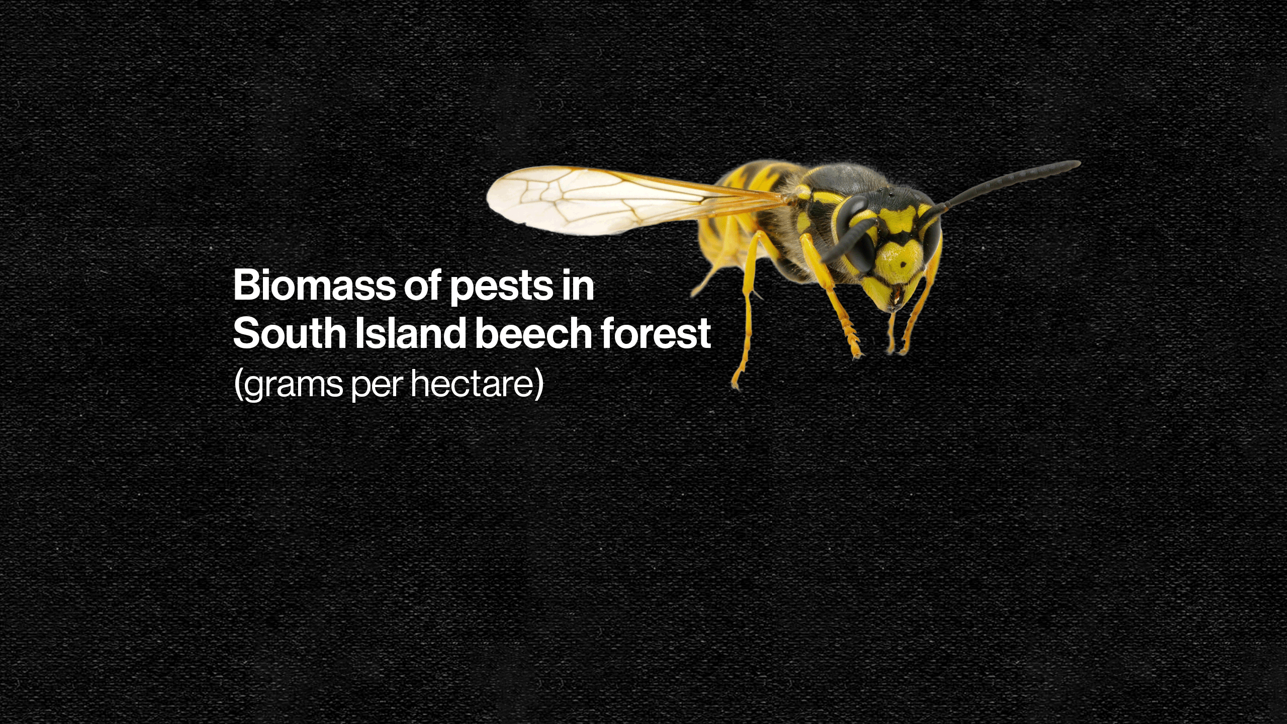 Biomass of pests in South Island beech forest (grams per hectare)