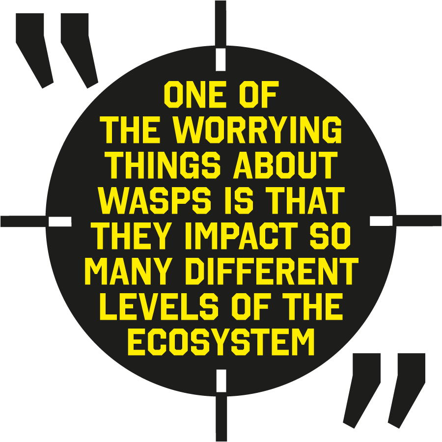 Quote: One of the worrying things about wasps is that they impact so many different levels of the ecosystem.