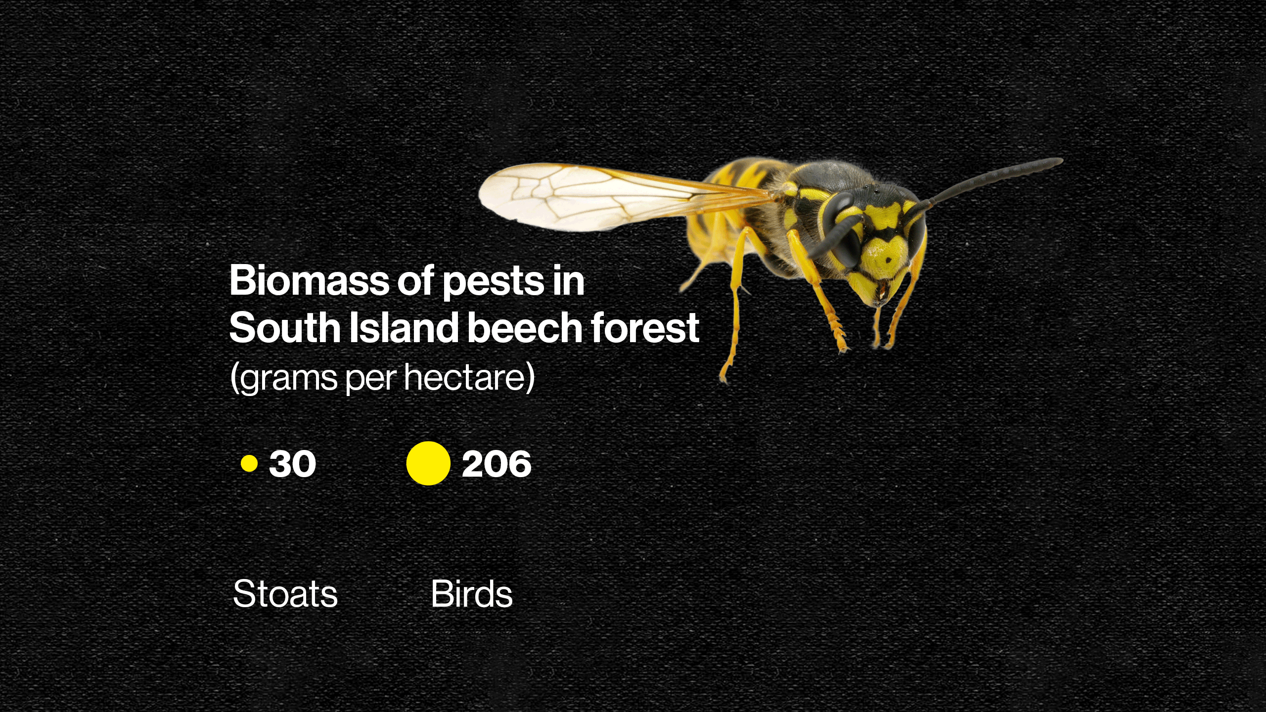 Birds: 206 grams per hectare