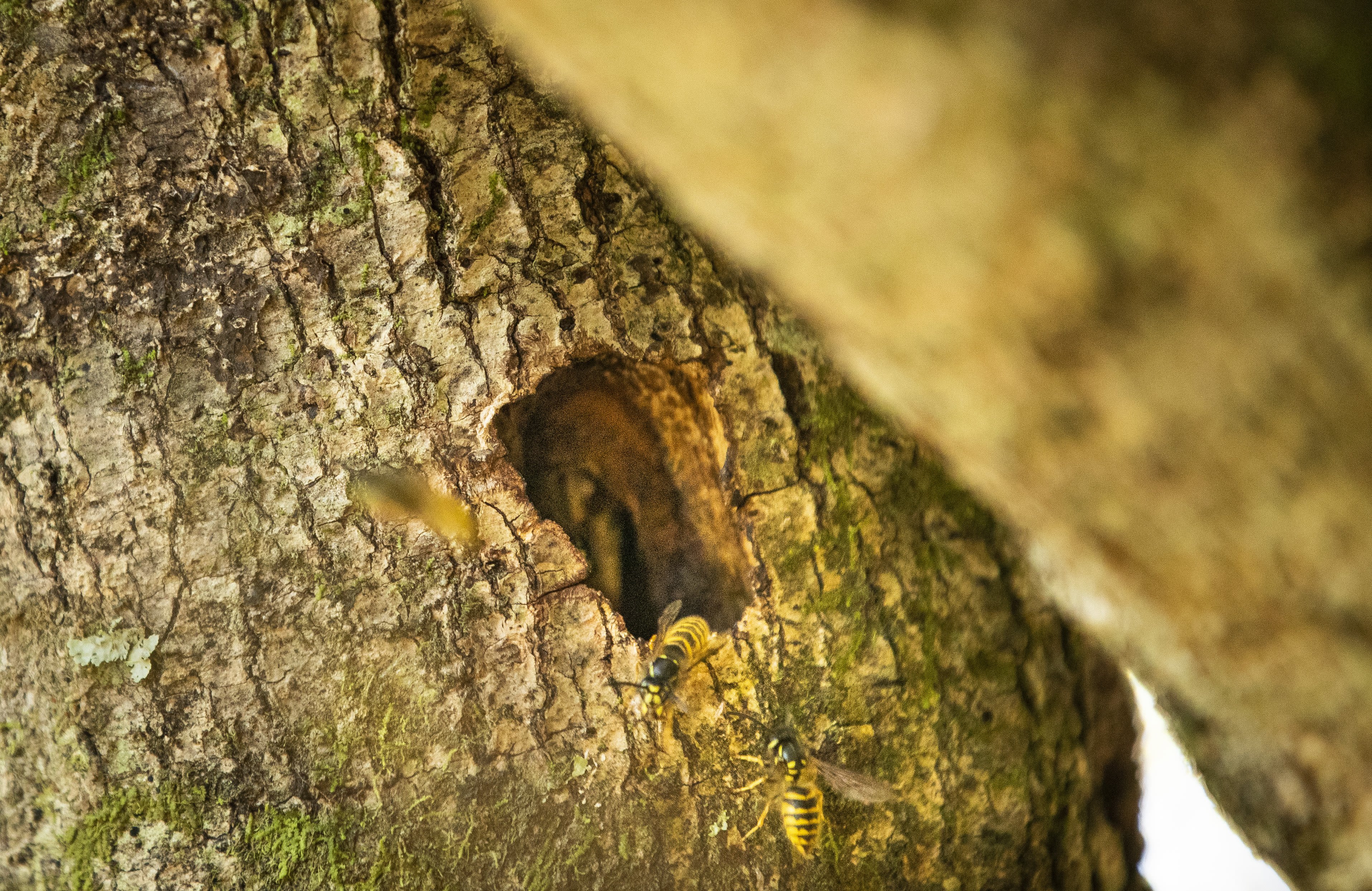 A couple of wasps sit at the mouth of a nest in a tree trunk.